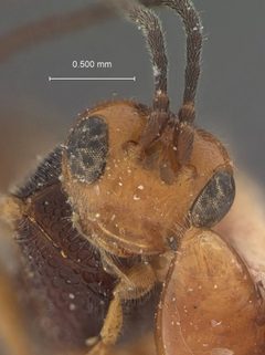 Aridelus nigrithorax by the Smithsonian. Used under a CC0 license.