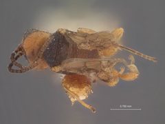 Aridelus nigrithorax by the Smithsonian. Used under a CC0 license.