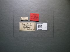 Ascogaster flaviceps by the Smithsonian. Used under a CC0 license.