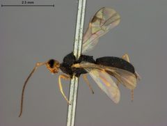 Ascogaster flaviceps by the Smithsonian. Used under a CC0 license.