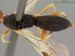 Ascogaster flaviceps by the Smithsonian. Used under a CC0 license.