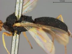 Ascogaster flaviceps by the Smithsonian. Used under a CC0 license.