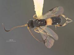 Ascogaster impatientis by the Smithsonian. Used under a CC0 license.