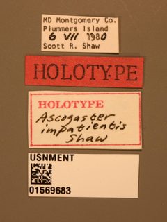 Ascogaster impatientis by the Smithsonian. Used under a CC0 license.
