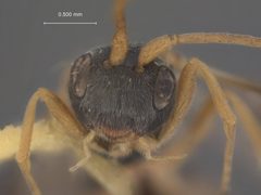 Ascogaster impatientis by the Smithsonian. Used under a CC0 license.
