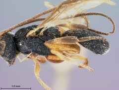 Ascogaster longulus by the Smithsonian. Used under a CC0 license.