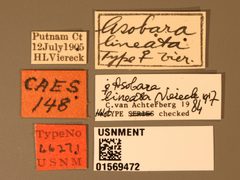 Asobara lineata by the Smithsonian. Used under a CC0 license.
