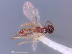 Asobara lineata by the Smithsonian. Used under a CC0 license.