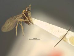 Asobara orientalis by the Smithsonian. Used under a CC0 license.