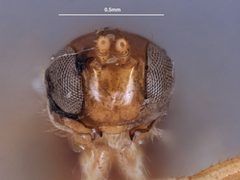 Asobara orientalis by the Smithsonian. Used under a CC0 license.