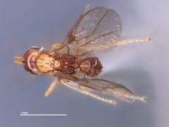 Asobara orientalis by the Smithsonian. Used under a CC0 license.