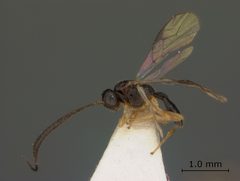 Aspilota angusticornis by the Smithsonian. Used under a CC0 license.