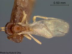 Aspilota claricornis by the Smithsonian. Used under a CC0 license.