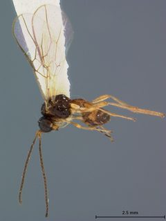 Aspilota divergens by the Smithsonian. Used under a CC0 license.