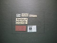 Aspilota miraculosa by the Smithsonian. Used under a CC0 license.