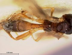 Aspilota pitiensis by the Smithsonian. Used under a CC0 license.
