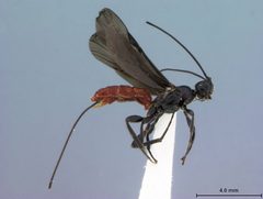 Atanycolus cappaerti by the Smithsonian. Used under a CC0 license.