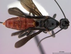 Atanycolus cappaerti by the Smithsonian. Used under a CC0 license.
