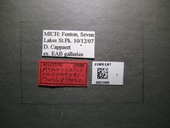 Atanycolus cappaerti by the Smithsonian. Used under a CC0 license.
