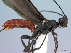 Atanycolus cappaerti by the Smithsonian. Used under a CC0 license.