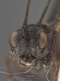 Atanycolus melanophili by the Smithsonian. Used under a CC0 license.