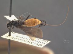 Atanycolus melanophili by the Smithsonian. Used under a CC0 license.