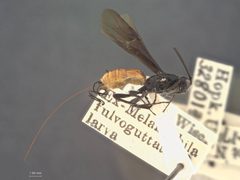 Atanycolus melanophili by the Smithsonian. Used under a CC0 license.