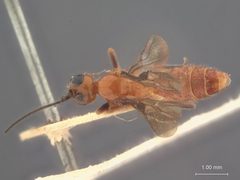 Atanycolus octocolae by the Smithsonian. Used under a CC0 license.