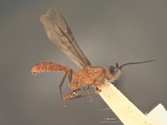 Atanycolus octocolae by the Smithsonian. Used under a CC0 license.