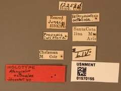 Atanycolus octocolae by the Smithsonian. Used under a CC0 license.