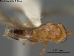 Biosteres acidusae by the Smithsonian. Used under a CC0 license.