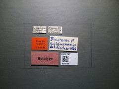 Biosteres acidusae by the Smithsonian. Used under a CC0 license.