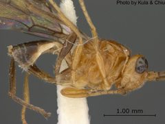 Biosteres acidusae by the Smithsonian. Used under a CC0 license.