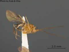 Biosteres acidusae by the Smithsonian. Used under a CC0 license.