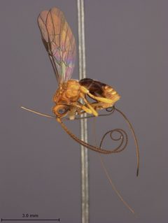 Biosteres longicaudatus by the Smithsonian. Used under a CC0 license.