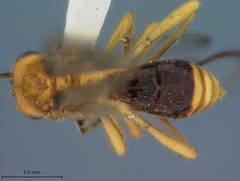 Biosteres longicaudatus by the Smithsonian. Used under a CC0 license.