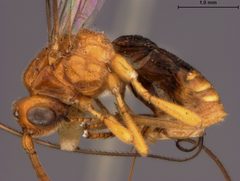 Biosteres longicaudatus by the Smithsonian. Used under a CC0 license.