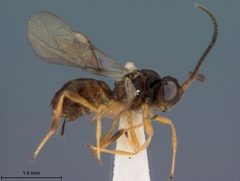 Biosteres violaceae by the Smithsonian. Used under a CC0 license.