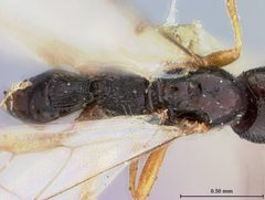 Blacus eruditus by the Smithsonian. Used under a CC0 license.