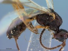Blacus eruditus by the Smithsonian. Used under a CC0 license.
