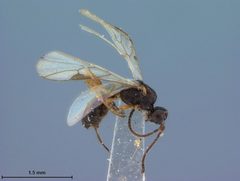 Blacus eruditus by the Smithsonian. Used under a CC0 license.