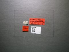 Blacus eruditus by the Smithsonian. Used under a CC0 license.