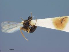 Blacus rhadinus by the Smithsonian. Used under a CC0 license.