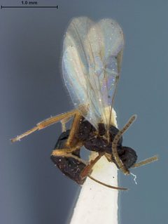 Blacus rhadinus by the Smithsonian. Used under a CC0 license.