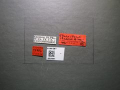 Blacus rhadinus by the Smithsonian. Used under a CC0 license.
