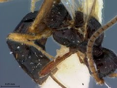 Blacus rhadinus by the Smithsonian. Used under a CC0 license.