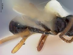 Blacus rhadinus by the Smithsonian. Used under a CC0 license.