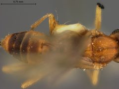 Bracon cecidomyiae by the Smithsonian. Used under a CC0 license.