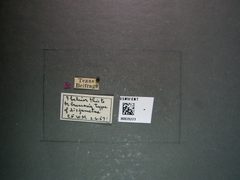 Bracon disjunctus by the Smithsonian. Used under a CC0 license.