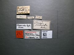 Bracon junceicola by the Smithsonian. Used under a CC0 license.